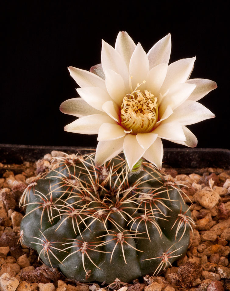Gymnocalycium erolesii